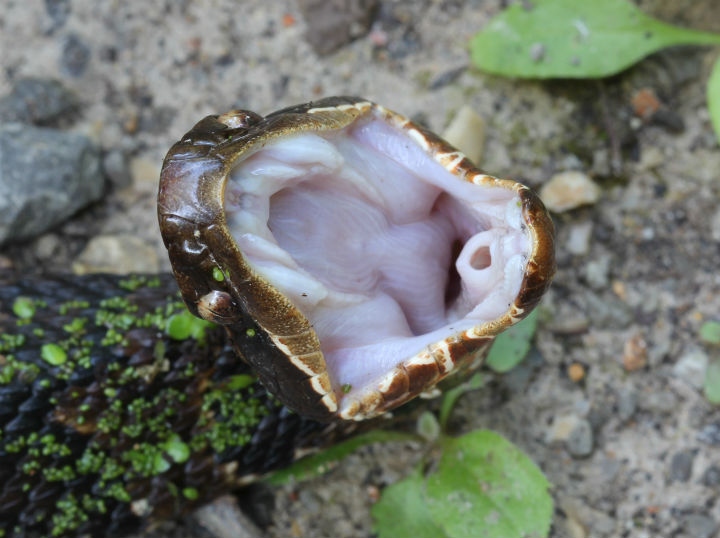 Western Cottonmouth